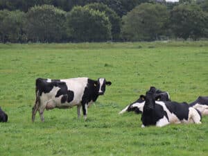 Manure producers